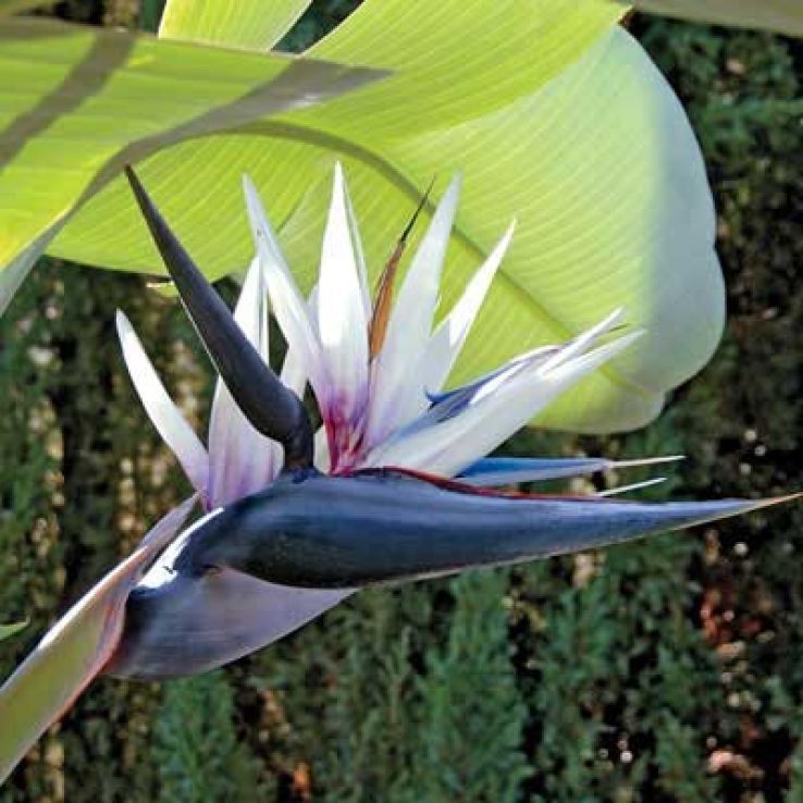 RARE - Strelitzia nicolai - LARGE White Bird of Paradise Plant 130-150cm