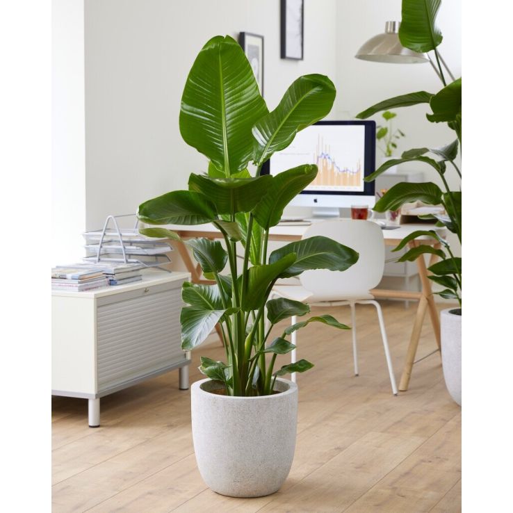 Strelitzia nicolai - White Bird of Paradise Plant circa 170-200cm tall