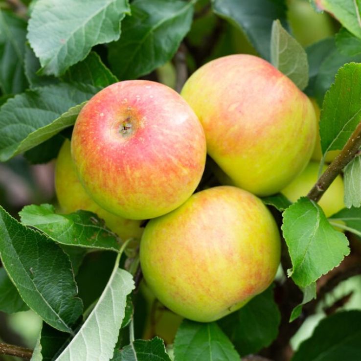 Apple Tree - Sunset (MM106) main product photo