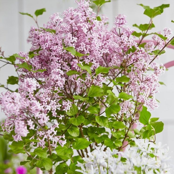 Dwarf Korean Lilac - Syringa Josee - Large Plant main product photo