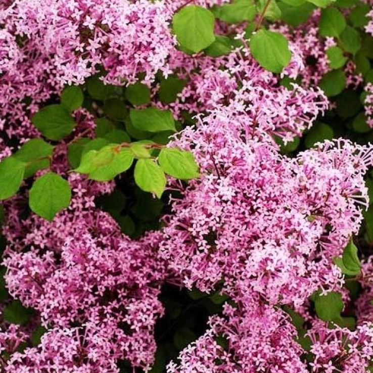 Syringa Palibin - Dwarf Scented Lilac Bush - In Bud & Bloom main product photo