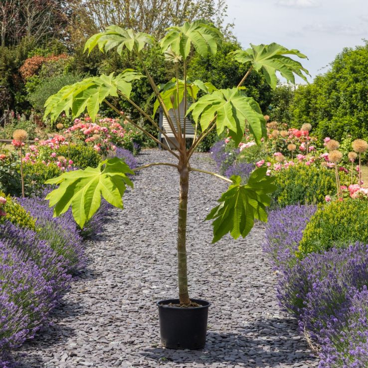 Tetrapanax papyrifer Rex - Extra Large Specimen main product photo