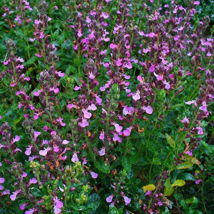 Teucrium x lucidrys - Hybrid Germander Plant main product photo