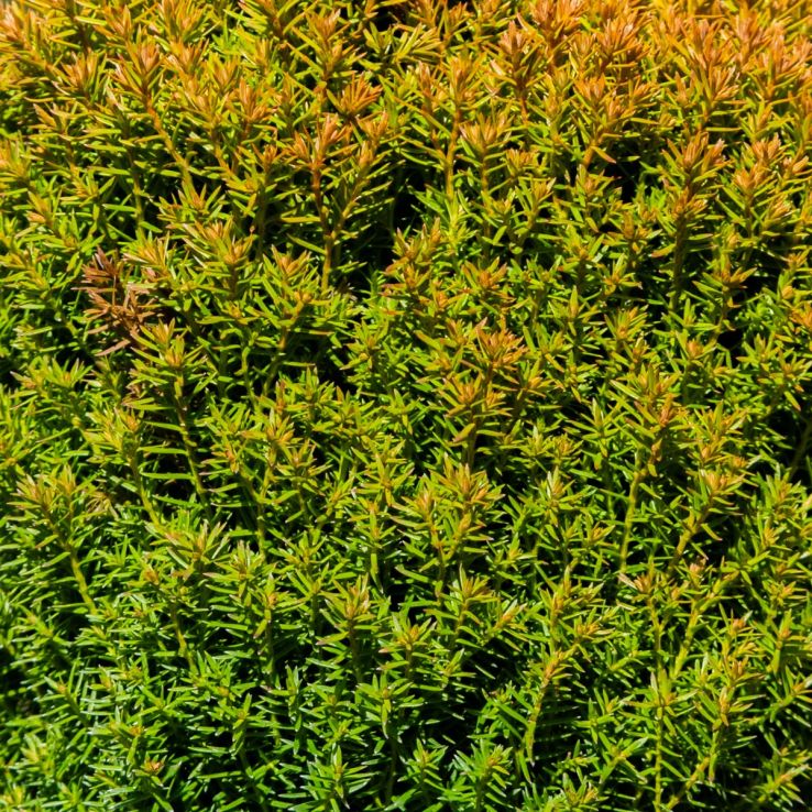clematis thuja Pink Mink® Clematis