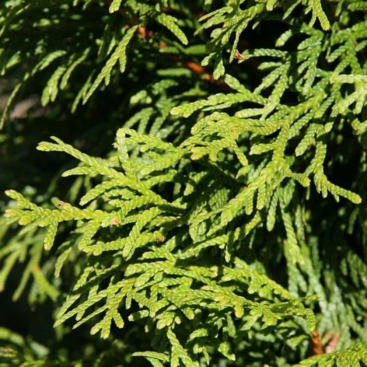 groe bertpfe fr zimmerpflanzen bertopf Anthrazit aus Bio-Faser kaufen