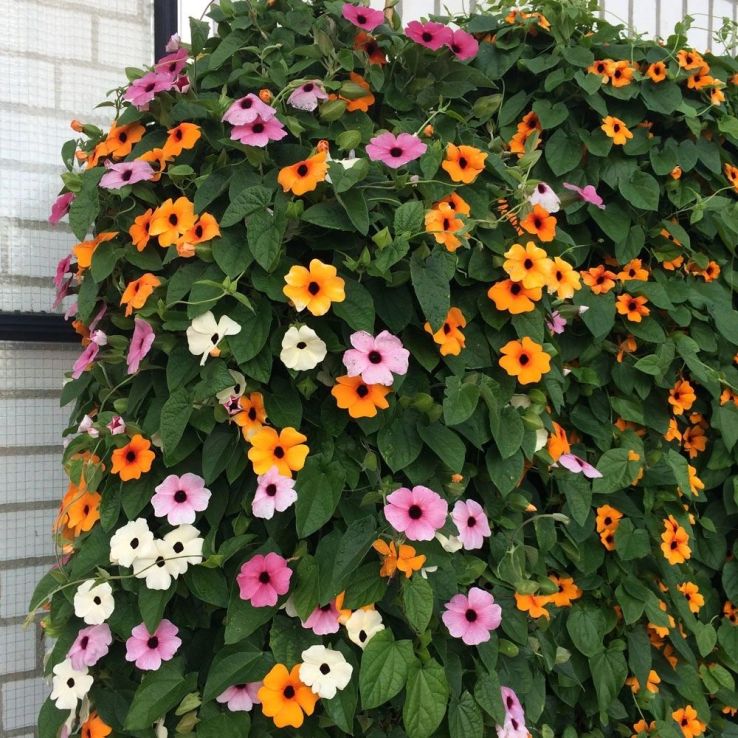 Thunbergia alata Mix - Black-Eyed Susan Vine main product photo