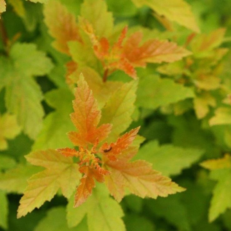 Physocarpus Tiny Wine Gold main product photo