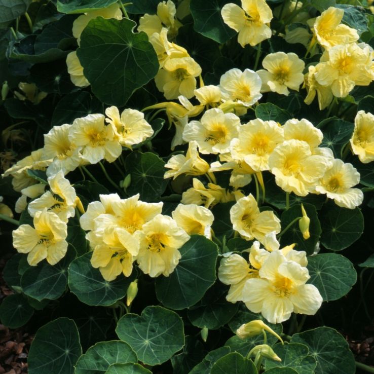 Nasturtium Milkmaid main product photo