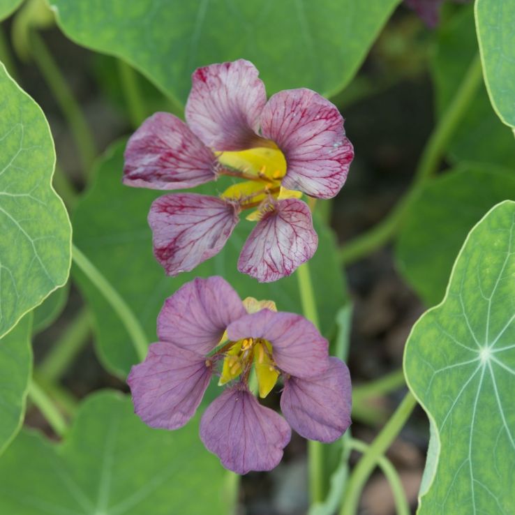 Nasturtium Purple Emperor main product photo