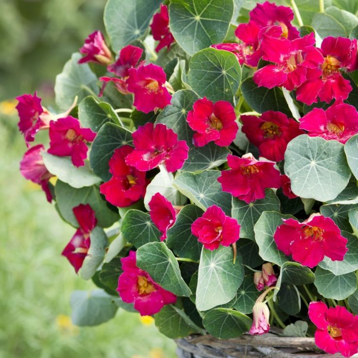Nasturtium Baby Rose main product photo
