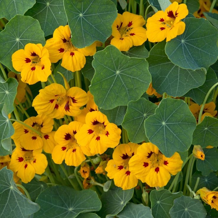 Nasturtium Jewel Mahogany main product photo