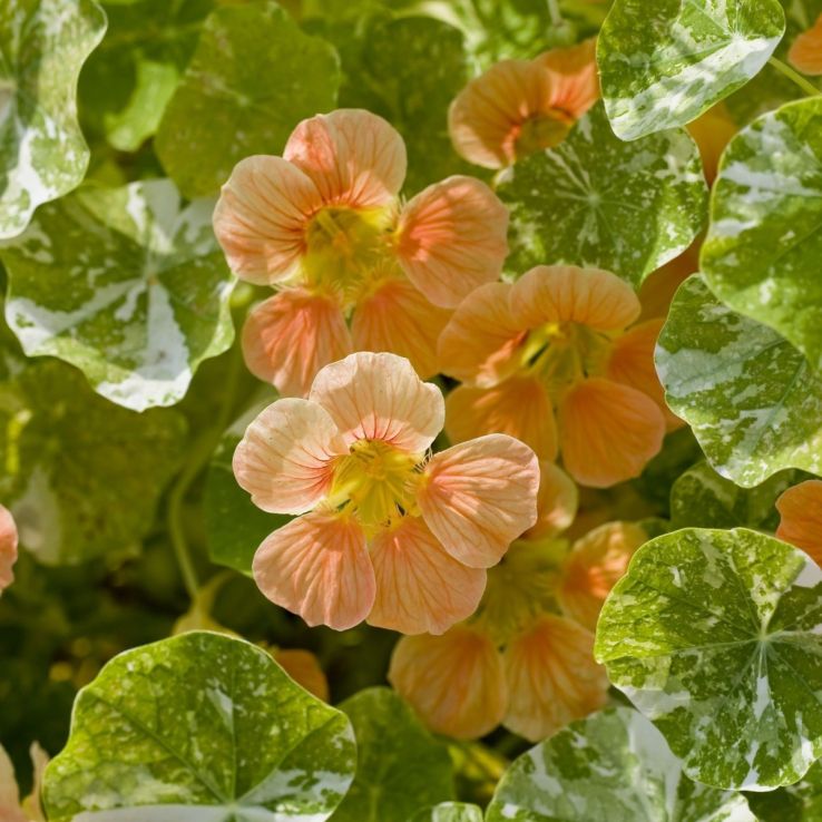 Nasturtium Tip Top Alaska Salmon main product photo