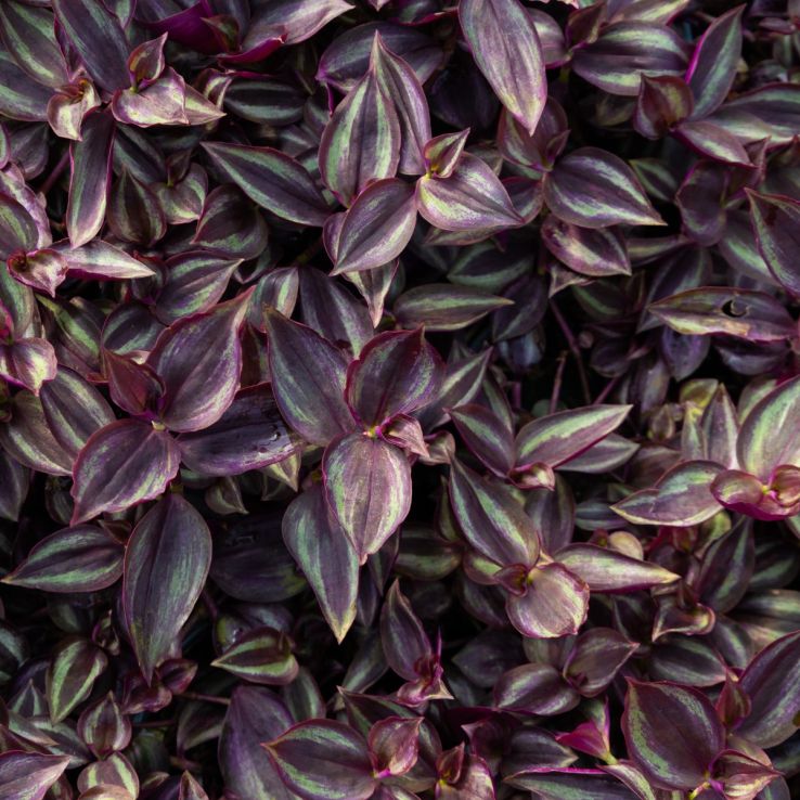 Tradescantia Zebrina - Silver Inch Plant main product photo