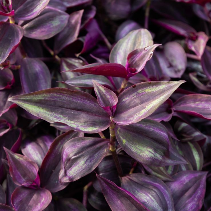 Tradescantia Zebrina - Silver Inch Plant main product photo