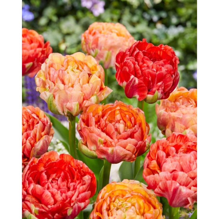 Tulip Gudoshnik Double - Pack of 25 Peony Flowered Double Tulips main product photo