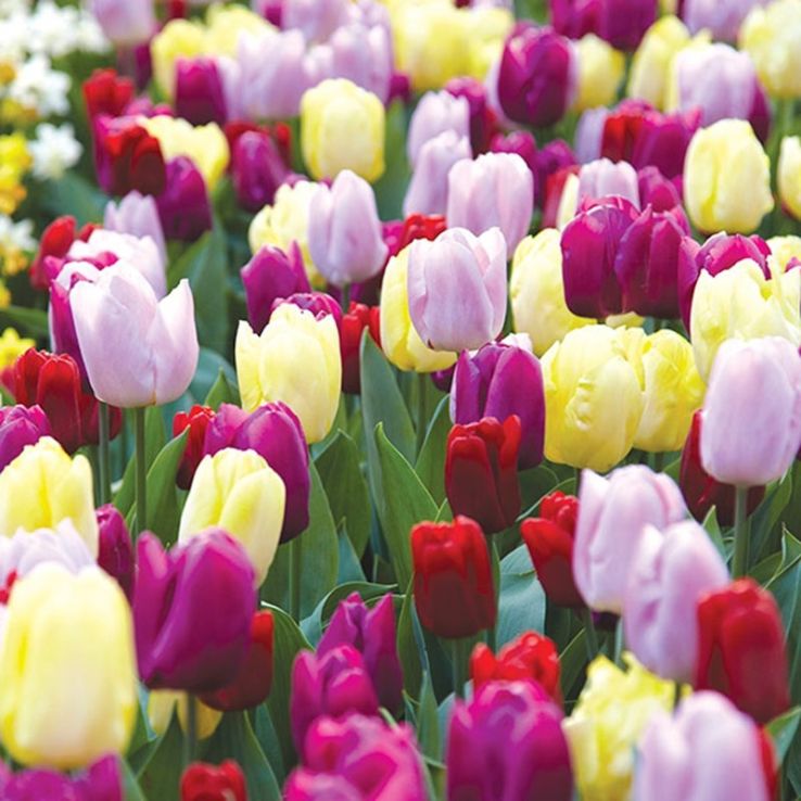 Tulip Single Early Prince Mixed - Pack of 25 Bulbs main product photo