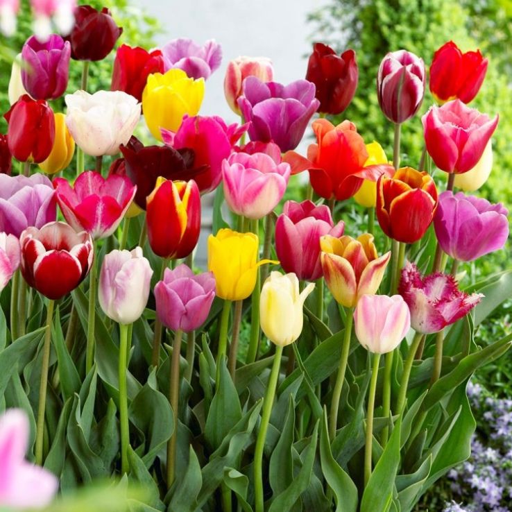 40 x Spring Flowering Tulip Colour Mix Collection main product photo