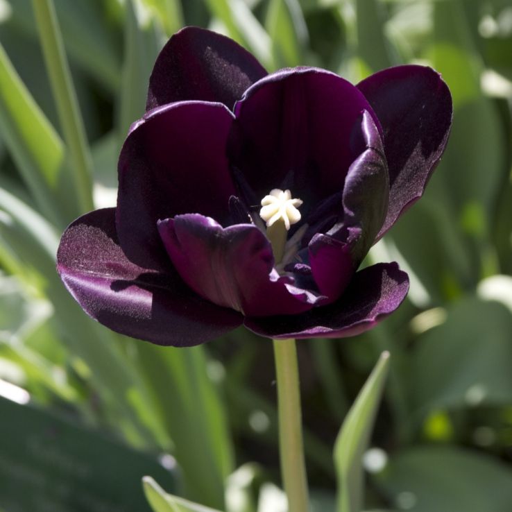 Tulip 'Queen of the Night' - Pack of 10 Bulbs main product photo