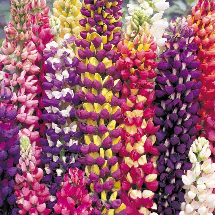 Lupin Tutti Frutti - Collection of FIVE Plants in Assorted Colours main product photo