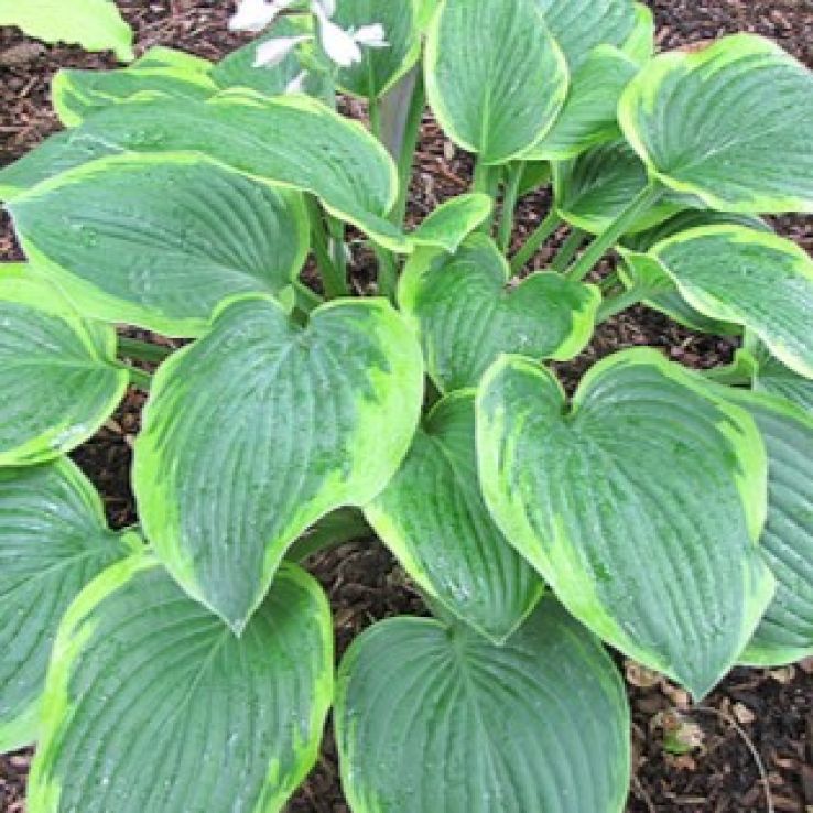 Hosta Mayan Moon main product photo