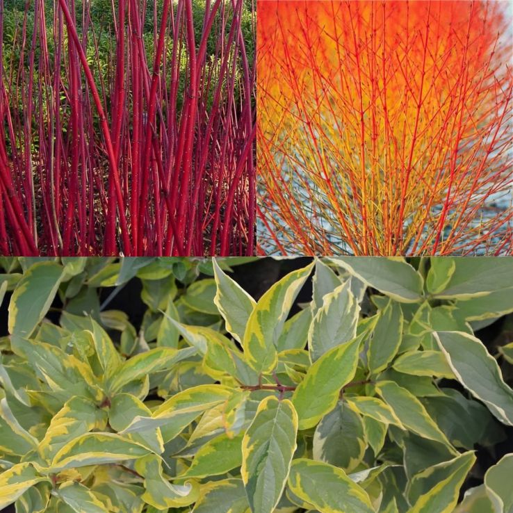 Cornus Collection - Fiery Winter Dogwood Collection - Pack of THREE main product photo