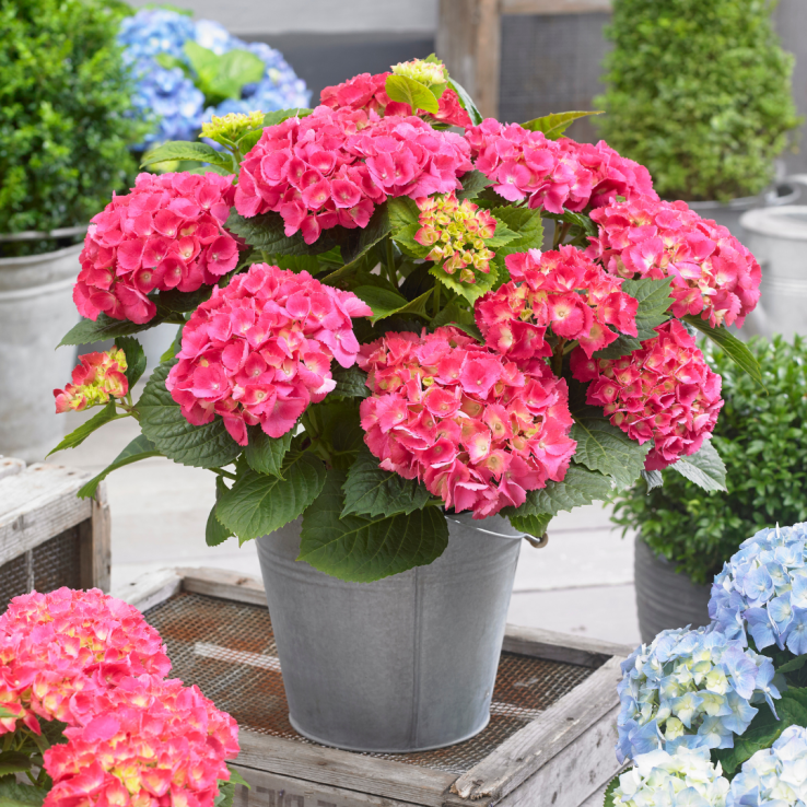 トートバッグ♡Pink Hydrangea他3点