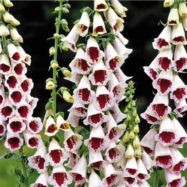 Digitalis purpurea Elsey Kelsey main product photo