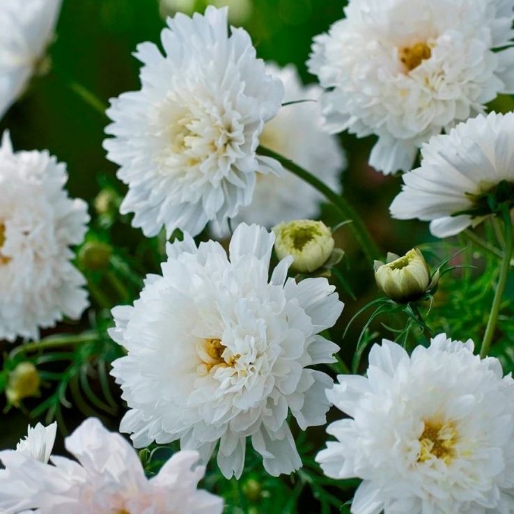 Cosmos bipinnatus Double Click Snowpuff main product photo