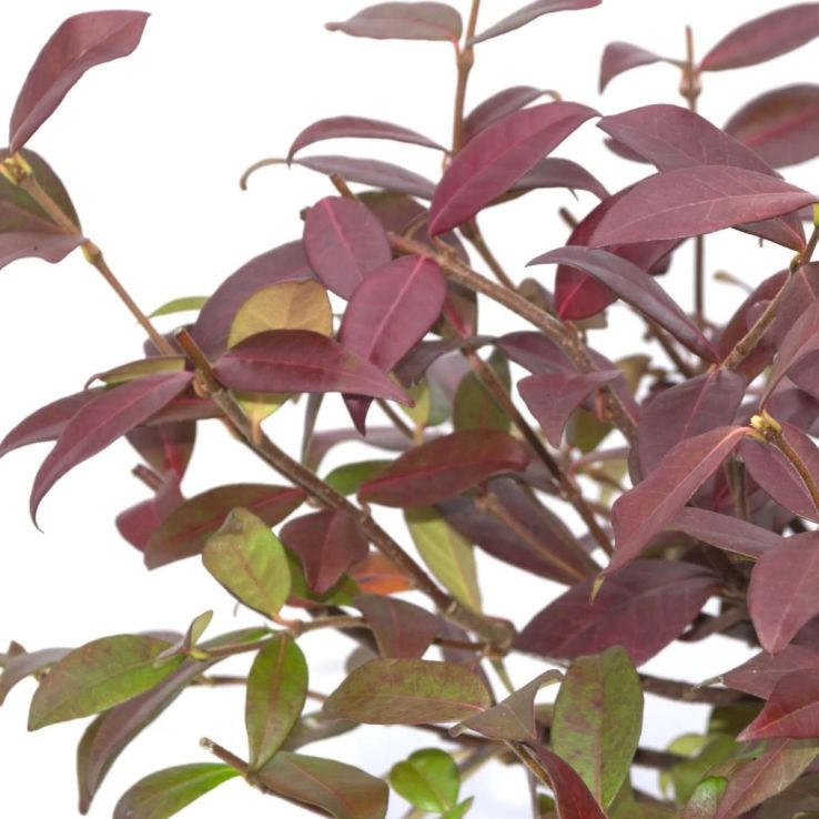 Trachelospermum jasminoides 'Winter Ruby' - Star Jasmine - Rhyncospermum main product photo
