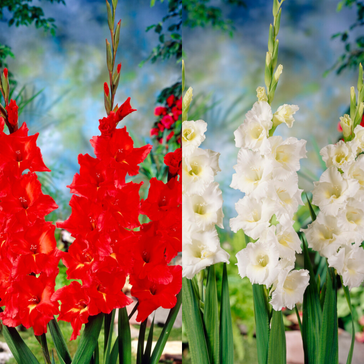 Gladiolus Best Explosion - Pack of 25 Gladioli Corms main product photo