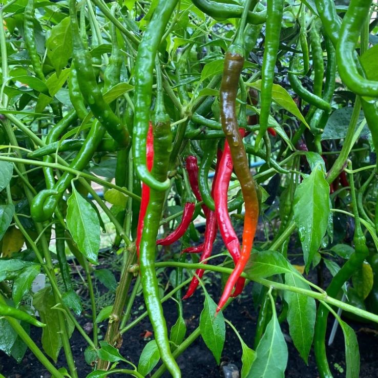 Chilli Pepper Plant 'Vindaloo' main product photo