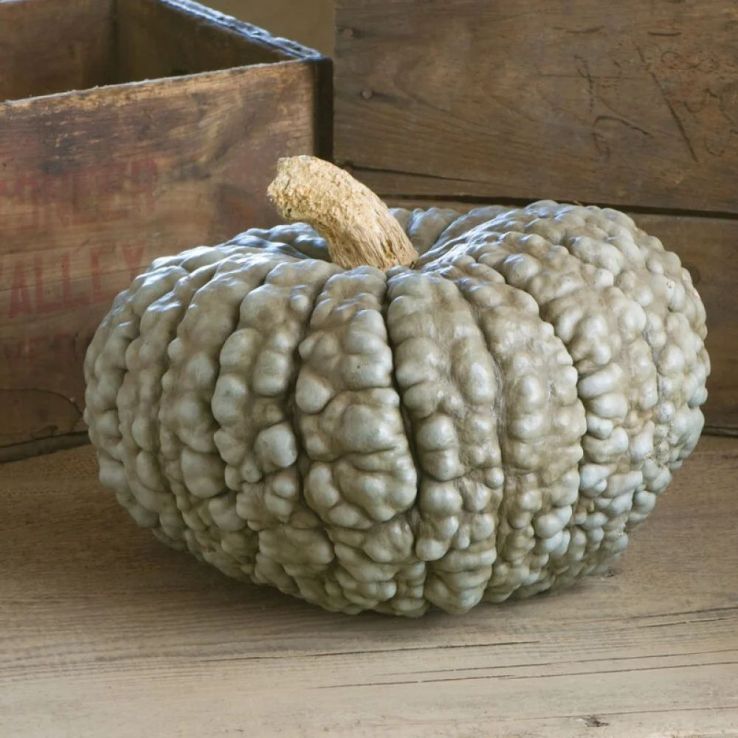 Italian Pumpkin - Squash Plant 'Marina di Chioggia' main product photo