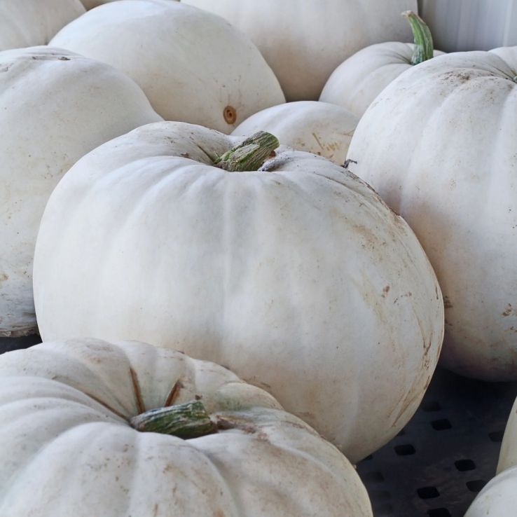 Pumpkin Plant 'Lumina White' main product photo