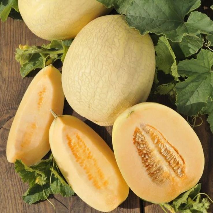 Melon Plant 'Emir' main product photo