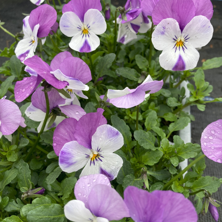 Viola Rose Pink - Pack of SIX Plants main product photo