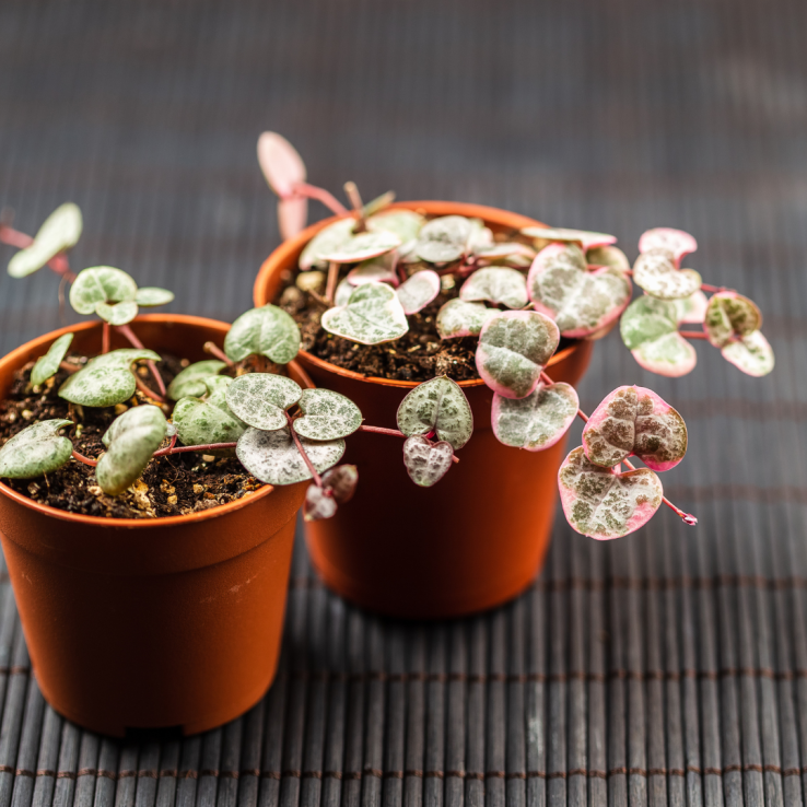 Ceropegia Woodii - String of Hearts Plant