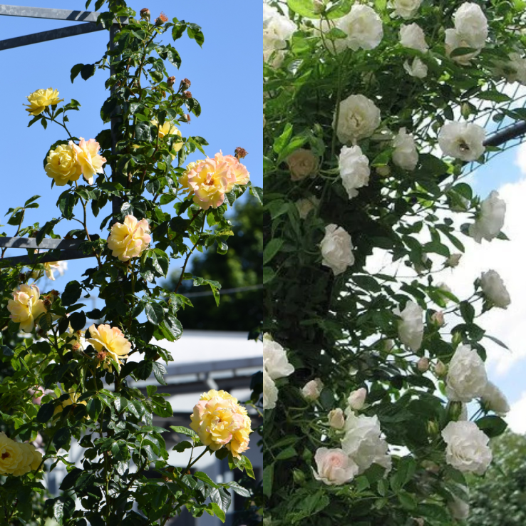 Duo Climbing Rose 'Pure Joy' - Yellow and White Rose main product photo