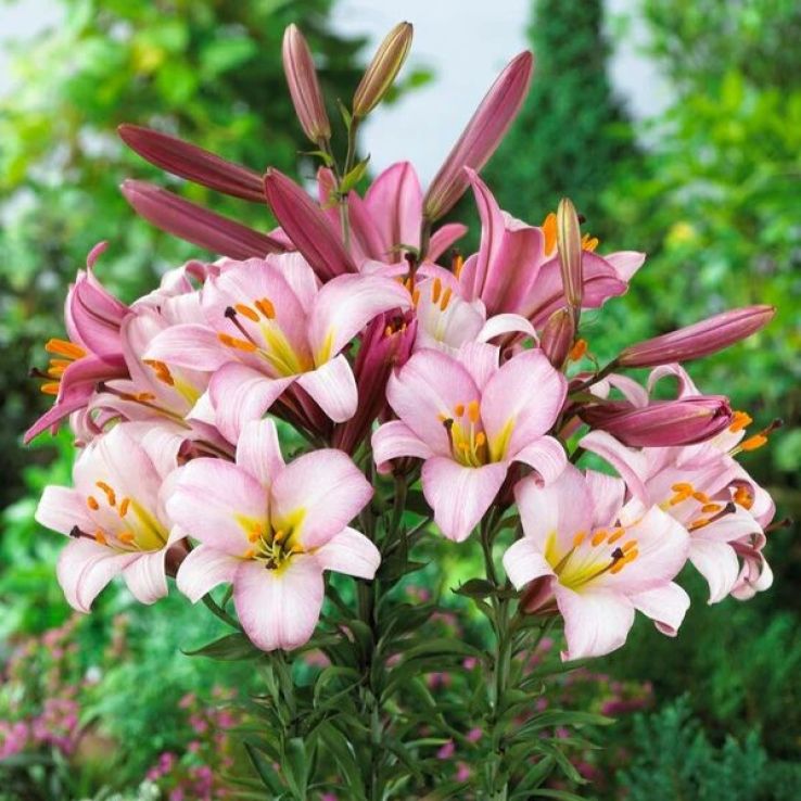 Lilium Pink Planet - Lily Bulb main product photo