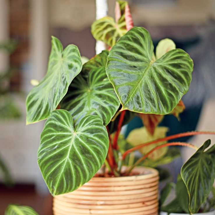 Philodendron verrucosum Incensi main product photo