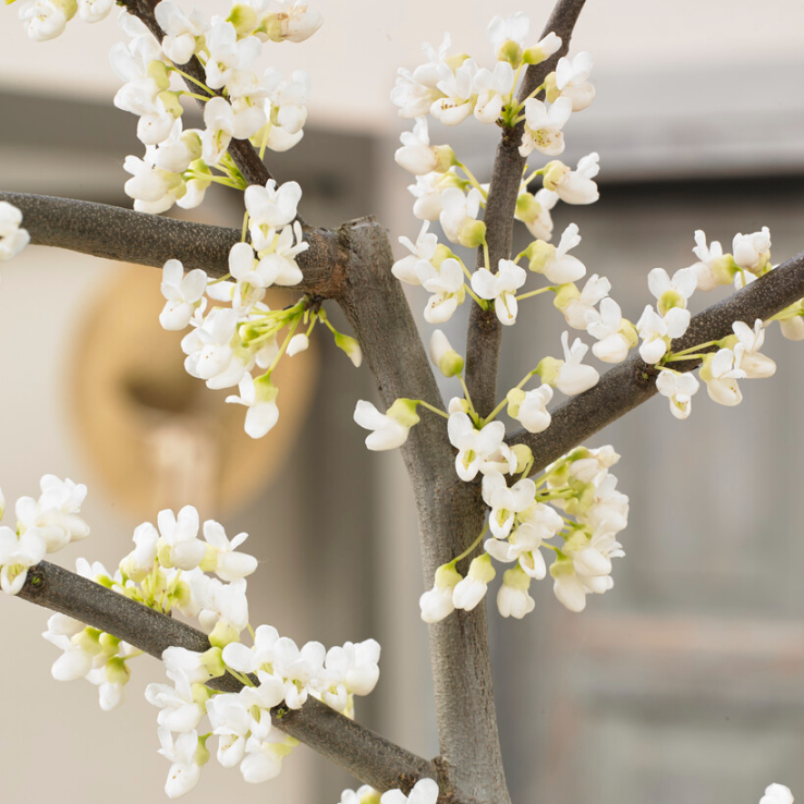 Cercis canadensis Vanilla Twist - circa 180-200cm tall main product photo