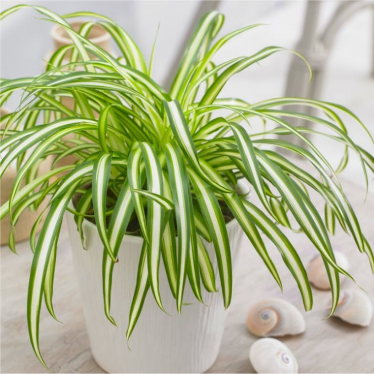 Variegated Spider Plant - Chlorophytum main product photo