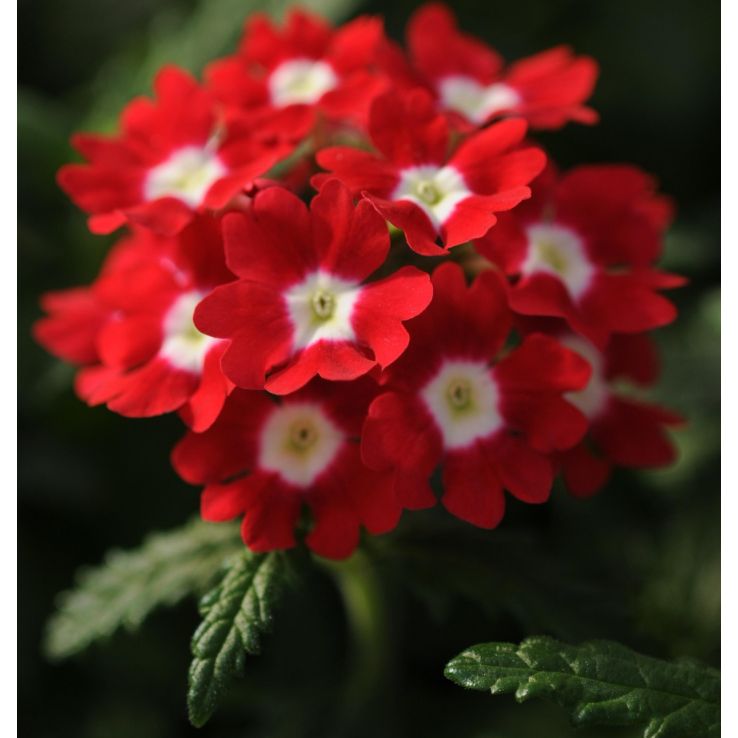 Verbena hybrida Quartz XP - Red With Eye main product photo