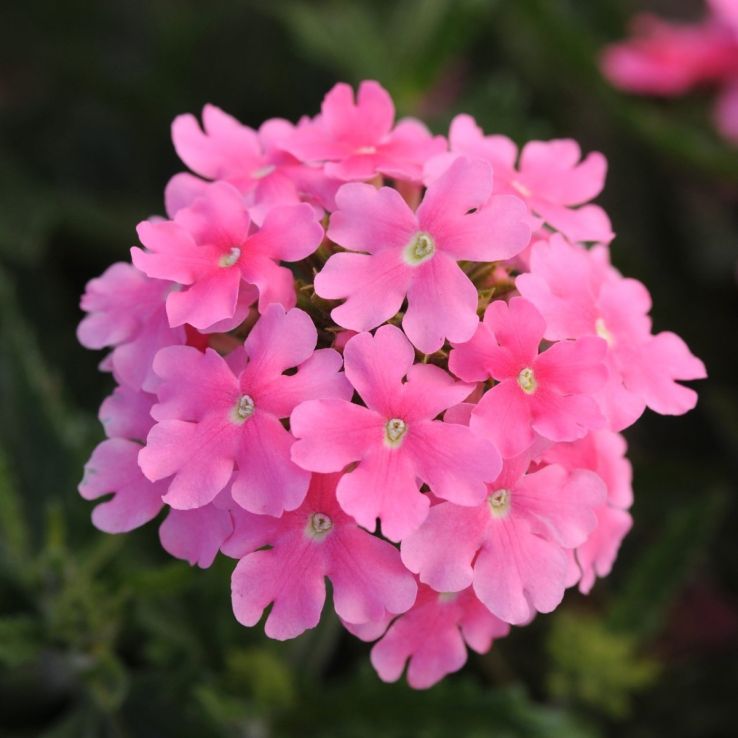 Verbena hybrida Quartz XP - Pink main product photo