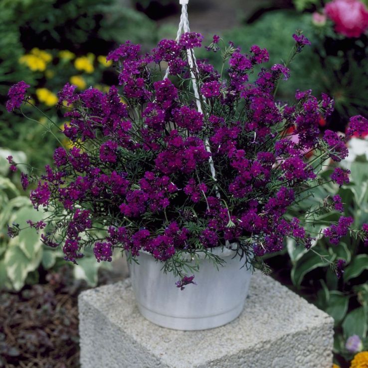 Verbena speciosa Imagination main product photo