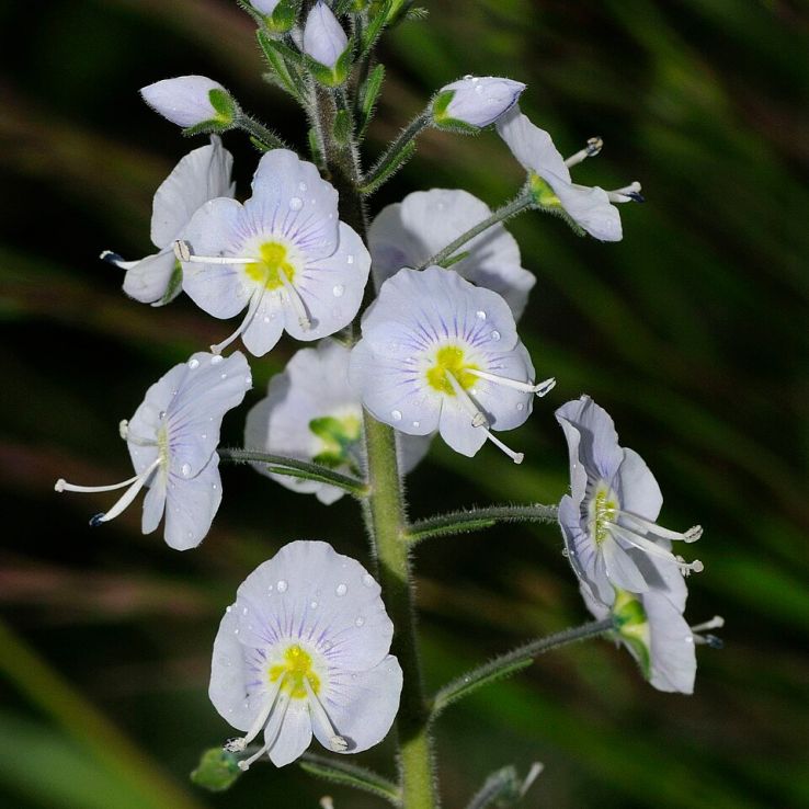 Veronica gentianoides - Speedwell main product photo