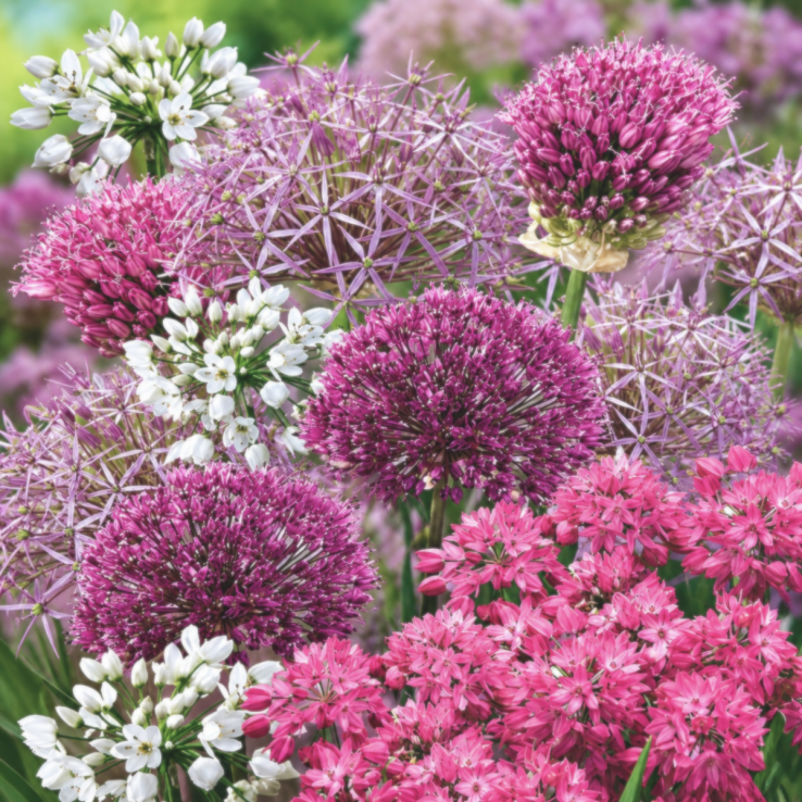 Allium Collection - Five Beautiful Varieties - Pack of 50 Bulbs main product photo