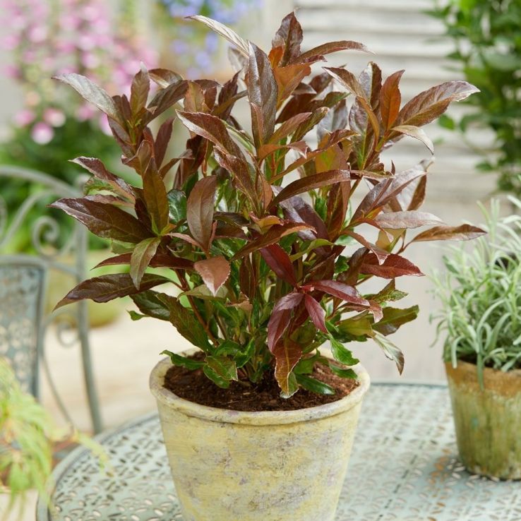 Viburnum odoratissimum Coppertop main product photo