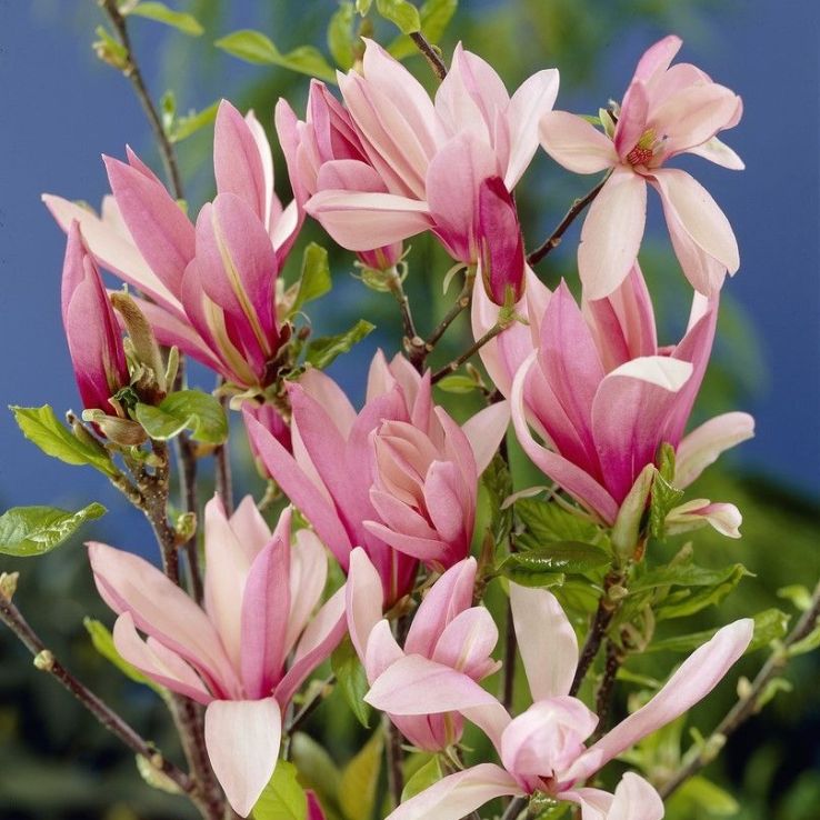 Magnolia Betty main product photo