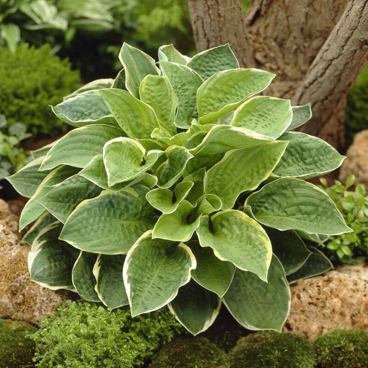 Hosta Christmas Tree main product photo