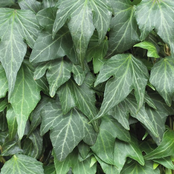 Hedera helix 'Green Ripple' - 80-100cm main product photo